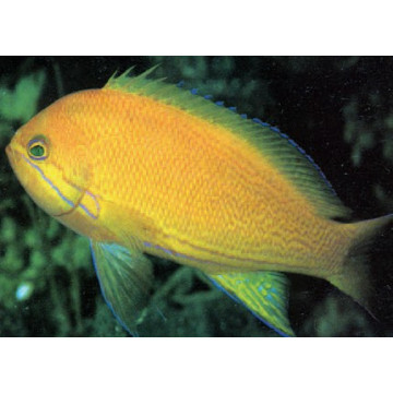 Pseudanthias pleurotaenia femelle : 8 à 12 cm  39,50 €