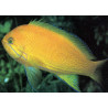 Pseudanthias pleurotaenia femelle : 8 à 12 cm  39,50 €