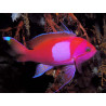 Pseudanthias pleurotaenia mâle*  76,50 €