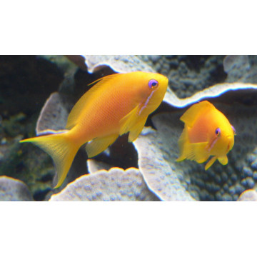 Pseudanthias Squamipinnis femelle : 3-5 cm  22,50 €