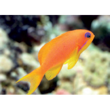 Pseudanthias Squamipinnis femelle : 5-7 cm (lot de 3) 76,50 €