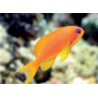 Pseudanthias Squamipinnis femelle : 5-7 cm (lot de 3) 76,50 €