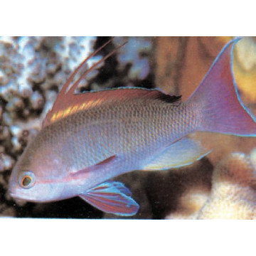 Pseudanthias squamipinnis mâle 6 à 8 cm-superbes 34,50 €