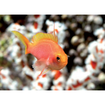 Pseudanthias Randalli femelle : 4 à 6 cm  27,50 €