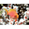 Pseudanthias Randalli femelle : 4 à 6 cm  27,50 €