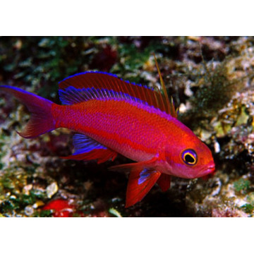 Pseudanthias Randalli mâle : 4 à 6 cm  34,50 €