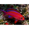 Pseudanthias Randalli mâle : 4 à 6 cm  34,50 €