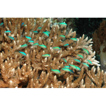 Chromis viridis 1.5-3 cm (lot de 5)