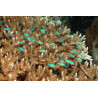 Chromis viridis 1.5-3 cm (lot de 5)