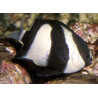 Dascyllus aruanus : -3 cm  8,50 €