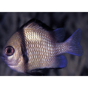 Dascyllus reticulatus : 2-3 cm  