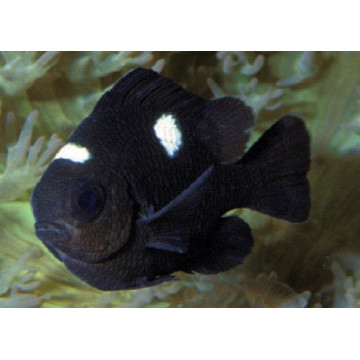 Dascyllus trimaculatus  8,50 €