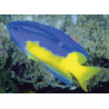 Pomacentrus auriventris 10,50 €