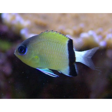 Chromis retrofasciata  9,50 €