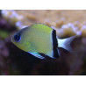 Chromis retrofasciata 