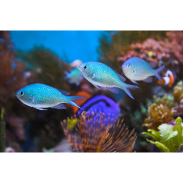 Chromis viridis 3-4 cm (lot de 5) 47,50 €