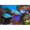 Chromis viridis 3-4 cm (lot de 5) 47,50 €