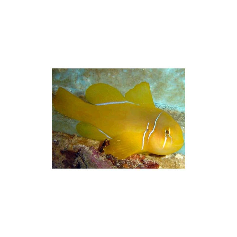 Gobiodon citrinus : 3-4 cm  24,50 €