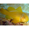 Gobiodon citrinus : 3-4 cm  24,50 €