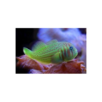 Gobiodon histrio / rivulatus : 2 à 3 cm  15,00 €