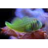 Gobiodon histrio / rivulatus : 2 à 3 cm  15,00 €