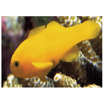 Gobiodon okinawae : 1,5 à 2 cm  18,90 €