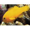 Gobiodon okinawae : 1,5 à 2 cm  18,90 €