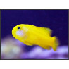 Gobiodon okinawae : 2 cm  19,90 €