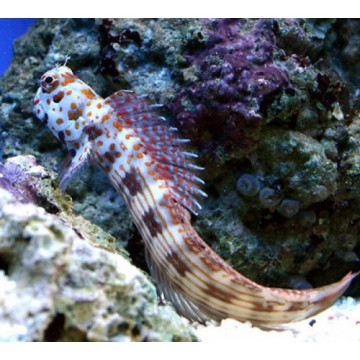 Istiblennius Chrysospilos  6-8 cm  