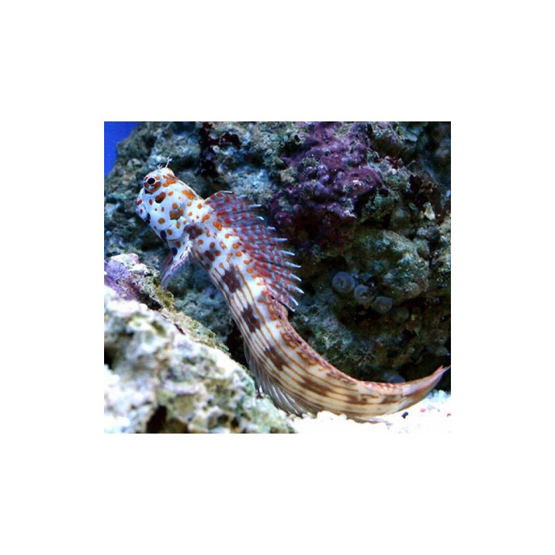 Istiblennius Chrysospilos 6-8 cm  37,50 €