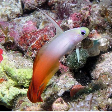 Nemateleotris magnifica : 3 à 4 cm (Gobie de feu,poisson fléchette ...