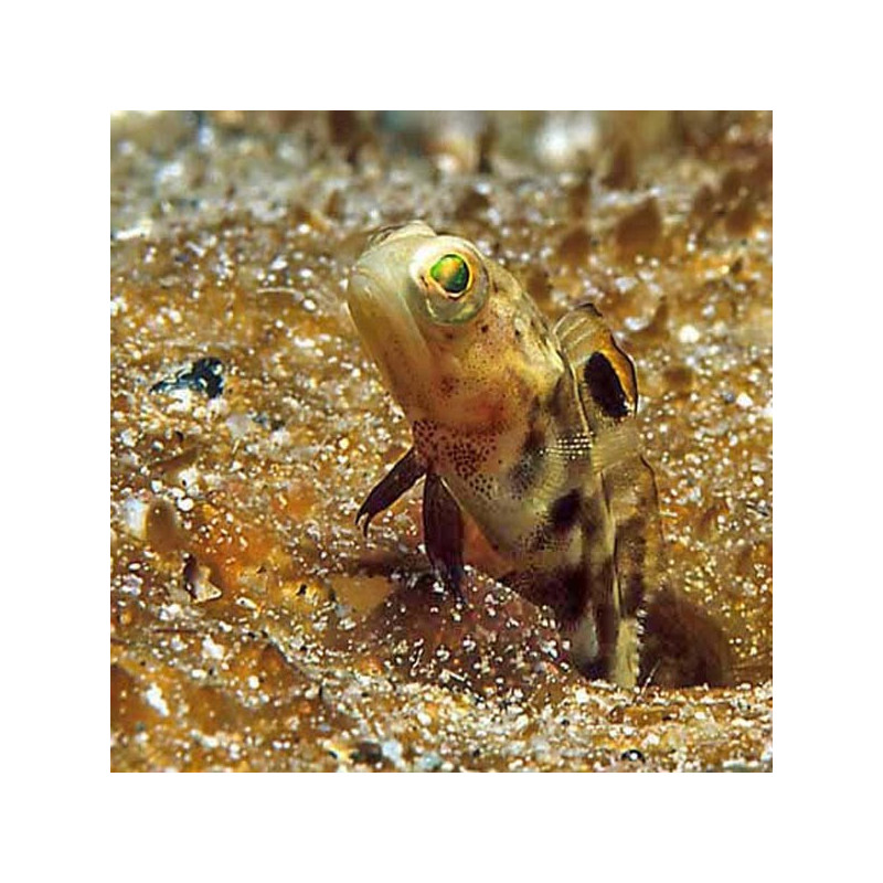 Opistognathus Scops 5-7cm 29,90 €