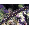 Pholidichthys leucotaenia : 3-5 cm  16,90 €