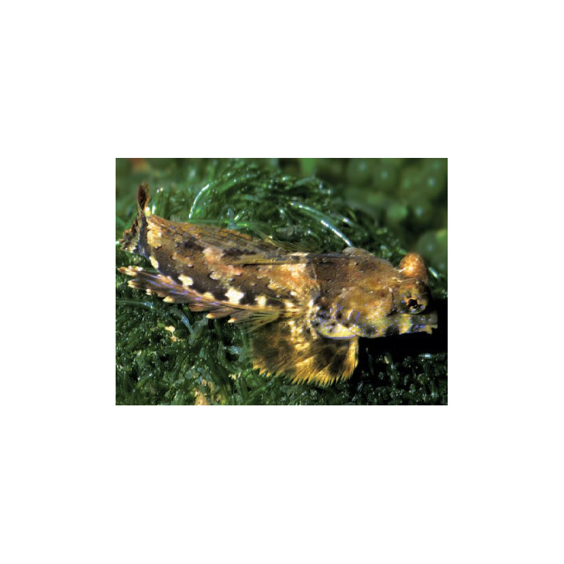 Synchiropus ocellatus * : 4 à 6 cm  24,90 €