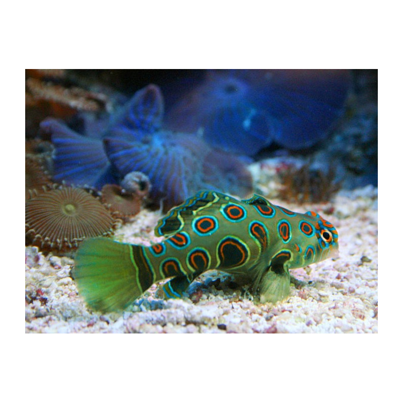 Synchiropus picturatus * : 3 à 4 cm  28,50 €