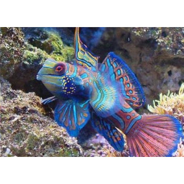 Synchiropus splendidus femelle * : 4 à 6 cm  36,00 €