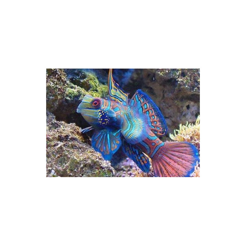 Synchiropus splendidus femelle * : 4 à 6 cm  36,00 €