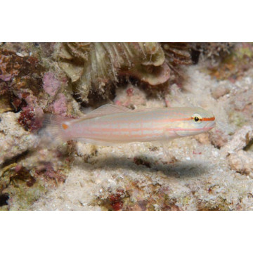 Amblygobius Decussatus 4-7 cm 15,90 €