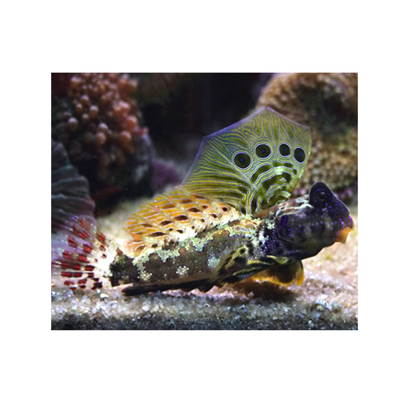 Synchiropus ocellatus *: 4 à 6 cm le couple 43,50 €