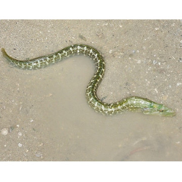 Congrogadus subducens 20-25cm 52,50 €