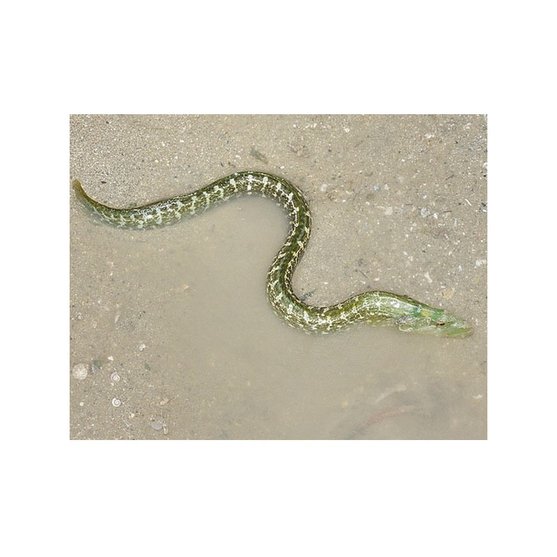 Congrogadus subducens 20-25cm 52,50 €