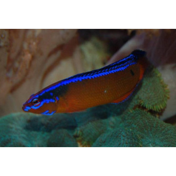 Pseudochromis Aldabraensis d'élevage 4-6cm 43,50 €