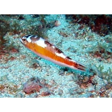 Serranus tabacarius : 4 à 7 cm  37,50 €