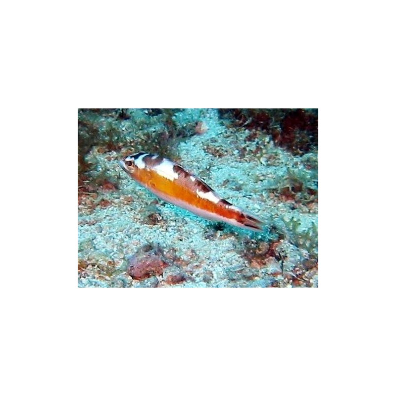 Serranus tabacarius : 4 à 7 cm  37,50 €