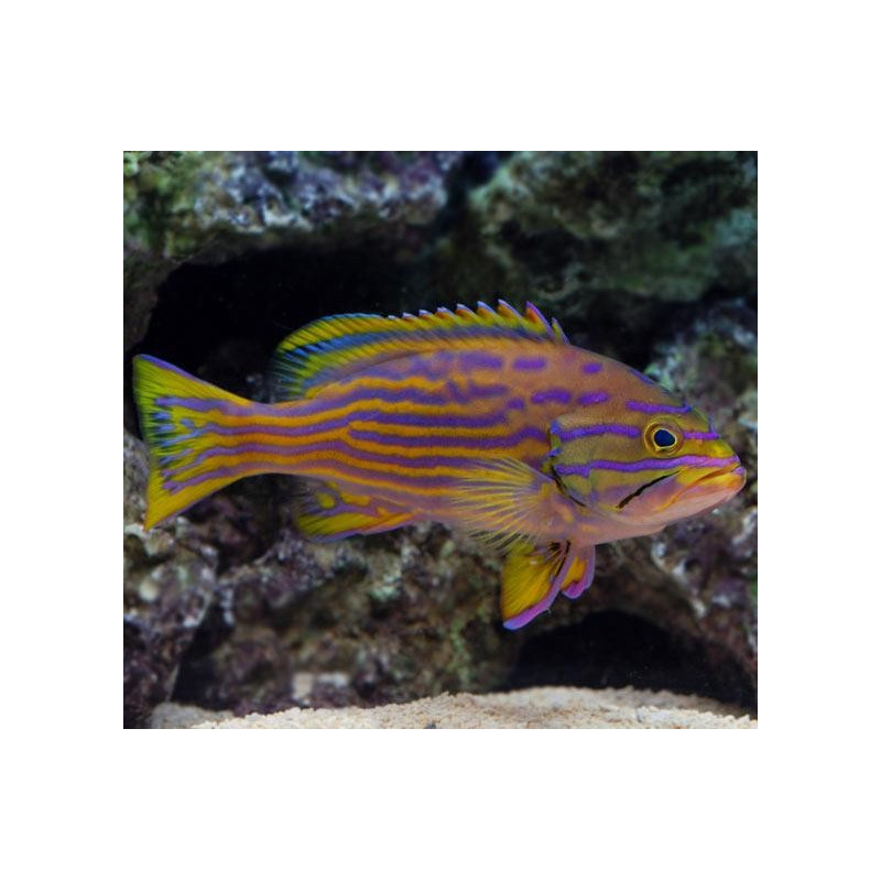 Cephalopholis polleni 139,50 €