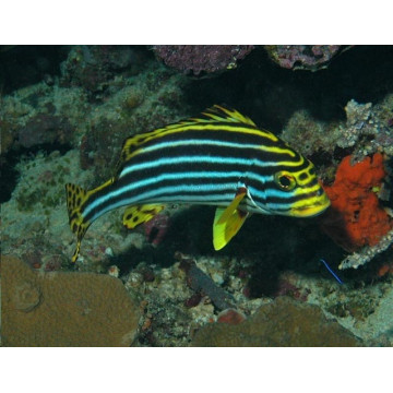 Plectorhinchus orientalis : 10 à 15 cm  63,00 €