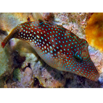 Canthigaster margaritata 4-7cm