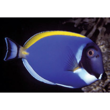 Acanthurus leucosternon : 8 à 10 cm*  79,50 €