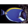 Acanthurus leucosternon : 8 à 10 cm*  79,50 €