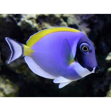 Acanthurus leucosternon : 10 à 12 cm*  